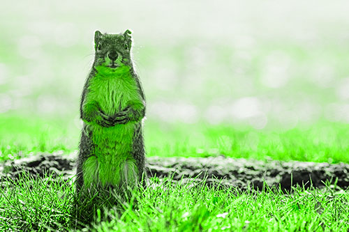 Hind Leg Squirrel Standing Among Grass (Green Tone Photo)