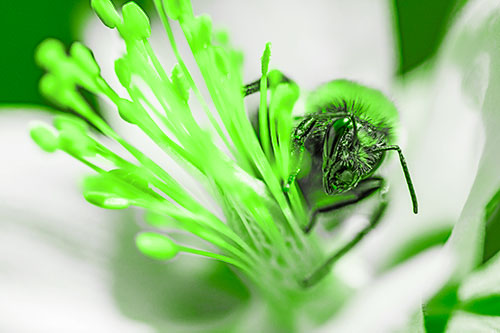 Honey Bee Crawling Among Columbine Flower (Green Tone)