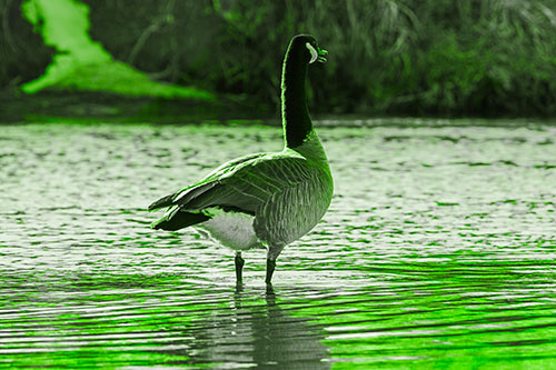 Honking Canadian Goose Standing Among River Water (Green Tone Photo)