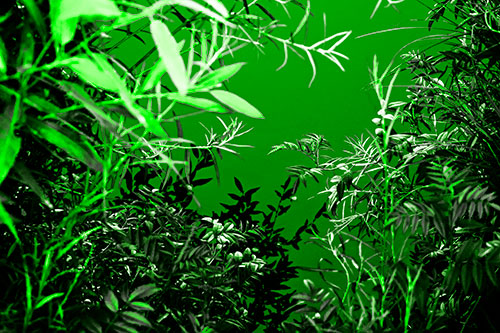 Horde Of Fern Plants Descending Into River Water (Green Tone)