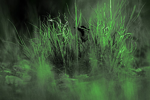 Horned Lark Hiding Among Grass (Green Tone Photo)