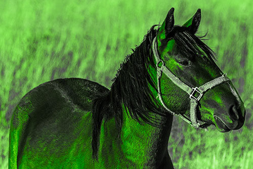 Horse Enjoying Grassy Dinner Meal (Green Tone Photo)