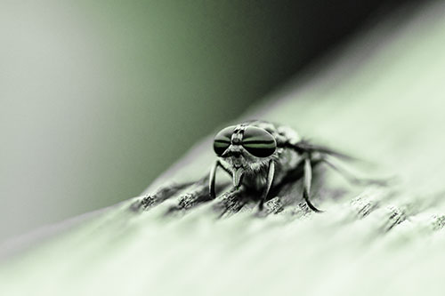 Horse Fly Resting Among Grooved Wood (Green Tone)