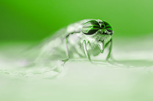 Horse Fly Sticking Tongue Out Among Sunlight (Green Tone)