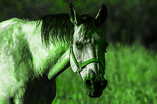 Horse Making Eye Contact (Green Tone Photo)