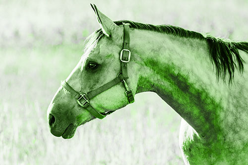 Horse Wearing Bridle Among Sunshine (Green Tone Photo)