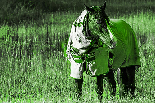 Horse Wearing Coat Atop Wet Grassy Marsh (Green Tone Photo)