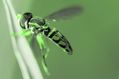 Hoverfly Hugs Grass Blade (Green Tone Photo)