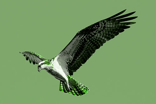 Hovering Osprey Hawk Looking For Fish Below (Green Tone)