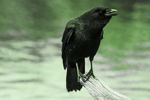 Hunched Over Crow Cawing Atop Broken Tree Log (Green Tone)