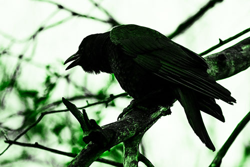 Hunched Over Crow Cawing Atop Tree Branch (Green Tone Photo)