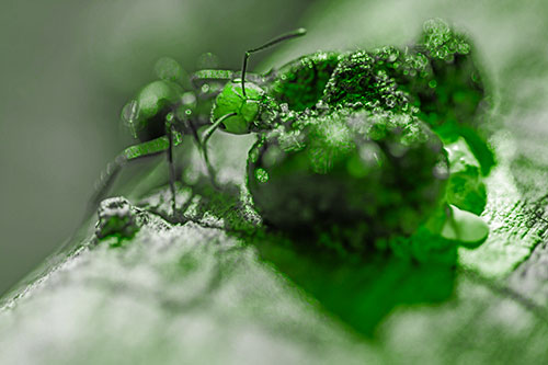 Hungry Carpenter Ant Tears Food Using Mandible Jaws (Green Tone Photo)