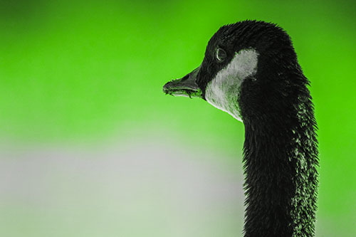 Hungry Crumb Mouthed Canadian Goose Senses Intruder (Green Tone Photo)