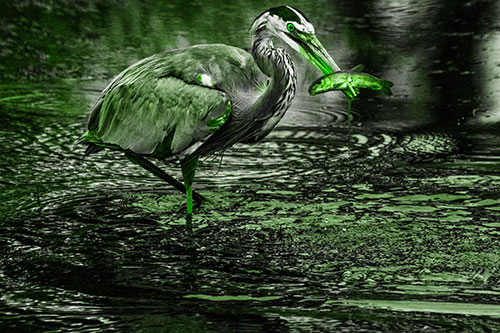 Hungry Great Blue Heron Spears Through Trout Fish (Green Tone)