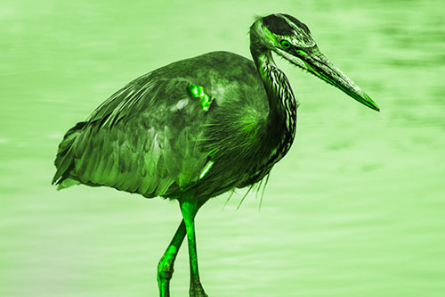 Hungry Great Blue Heron Spots Swimming Fish (Green Tone)