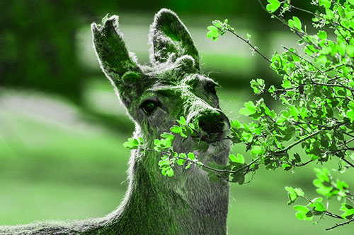 Hungry Lone Mule Deer Chewing Tree Leaves (Green Tone)