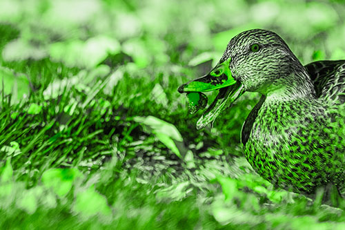 Hungry Mallard Duck Devours Cherry (Green Tone)