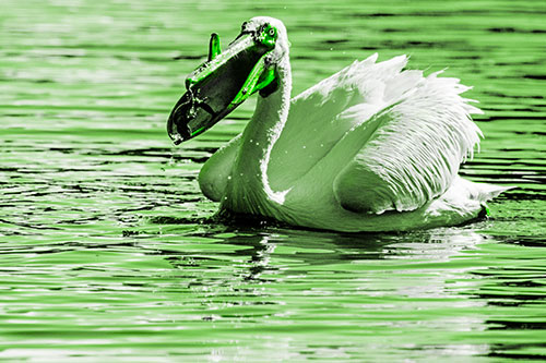 Hungry Pelican Captures Salamander For Breakfast (Green Tone)