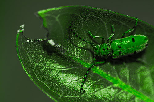 Hungry Red Milkweed Beetle Rests Among Chewed Leaf (Green Tone Photo)