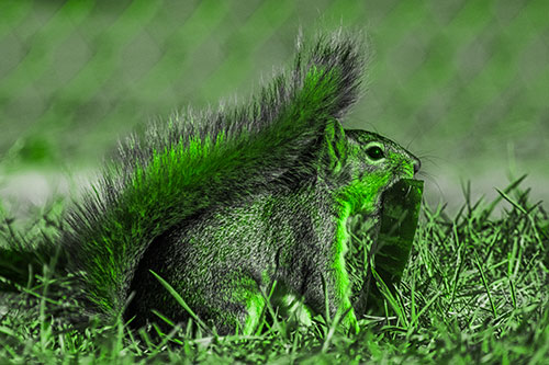 Hungry Squirrel Chews Watermelon Among Grass (Green Tone)