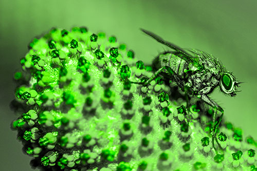 Hunter Fly Rests Among Sloping Coneflower (Green Tone)