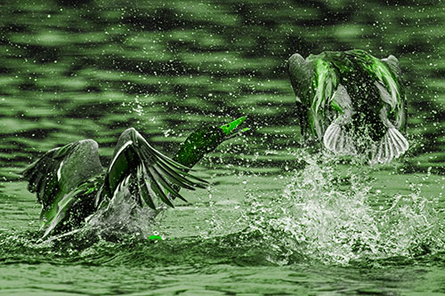 Hyper Water Splashing Mallard Ducks Playing Among Lake (Green Tone)