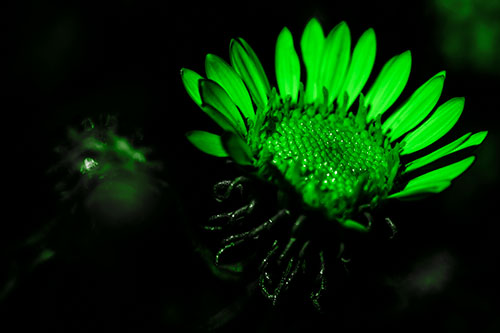 Illuminated Gumplant Flower Surrounded By Darkness (Green Tone Photo)