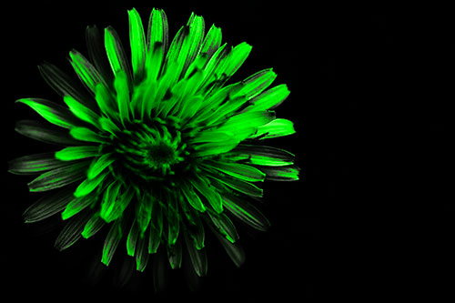 Illuminated Taraxacum Flower In Darkness (Green Tone Photo)