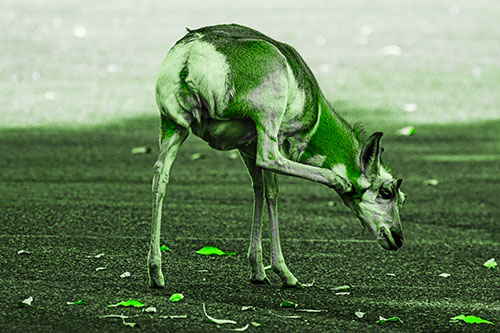 Itchy Pronghorn Scratches Neck Among Autumn Leaves (Green Tone Photo)