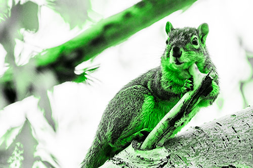Itchy Squirrel Gets Tree Branch Massage (Green Tone Photo)