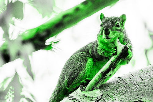 Itchy Squirrel Gets Tree Branch Massage (Green Tone)