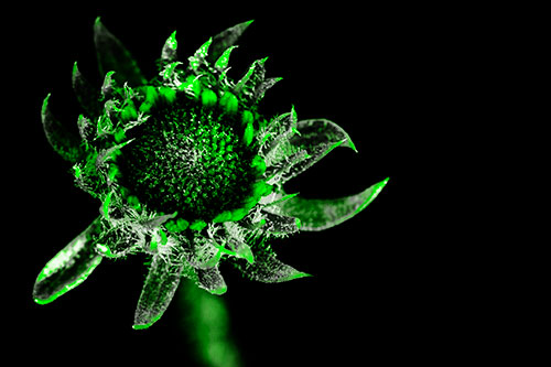 Jagged Tattered Rayless Sunflower (Green Tone Photo)