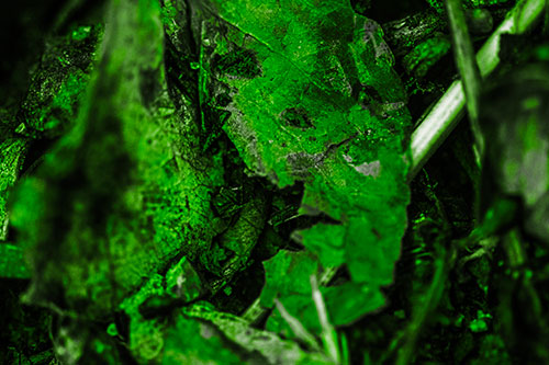 Joyful Deteriorating Watery Eyed Leaf Face (Green Tone Photo)
