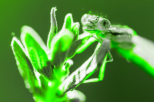 Joyful Dragonfly Enjoys Sunshine Atop Plant (Green Tone Photo)