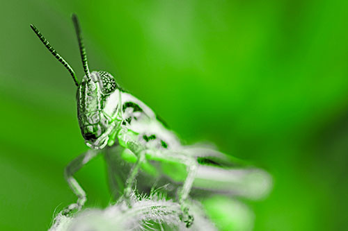 Joyful Grasshopper Standing Among Fuzzy Plant Top (Green Tone)