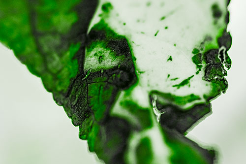 Joyful Rotting Leaf Face Enjoying Autumn (Green Tone)