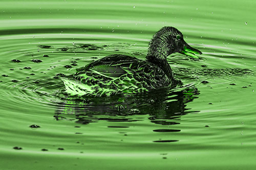 Joyful Water Splashing Mallard Duck Enjoying Calm Lake (Green Tone)