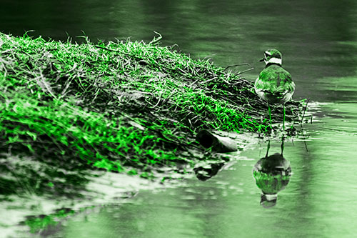 Killdeer Bird Standing Along River Shoreline (Green Tone Photo)