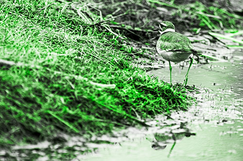 Killdeer Bird Turning Corner Around River Shoreline (Green Tone Photo)