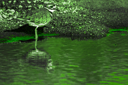 Killdeer Standing Along River Shoreline (Green Tone Photo)