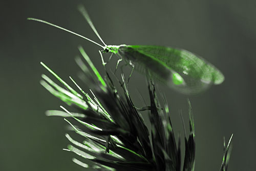 Lacewing Standing Atop Plant Blades (Green Tone Photo)