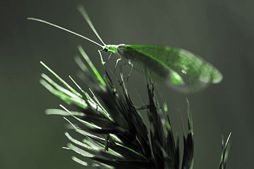 Lacewing Standing Atop Plant Blades (Green Tone)