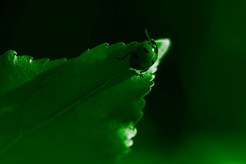 Ladybug Crawling To Top Of Leaf (Green Tone Photo)