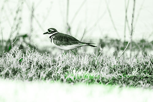 Large Eyed Killdeer Bird Running Along Grass (Green Tone Photo)
