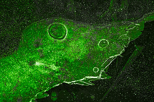 Large Headed Bubble Eyed Ice Face Frozen Among River (Green Tone)