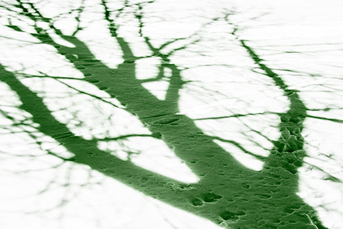 Large Jagged Tree Shadow Across Snow (Green Tone Photo)