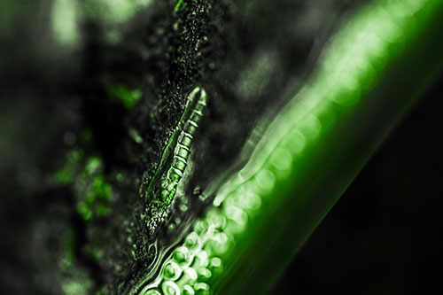 Larva Slithering Along Wet Shore Rock (Green Tone Photo)