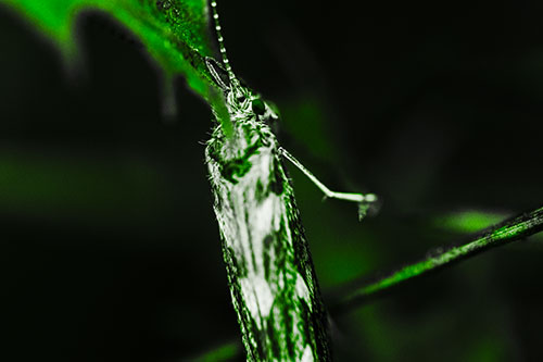 Leaf Blotch Miner Moth Grasping Petal (Green Tone Photo)