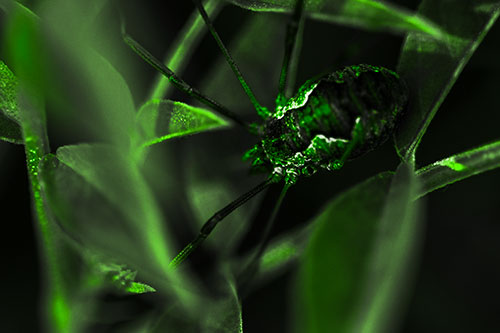 Leaf Perched Harvestmen Daddy Longlegs Spider (Green Tone Photo)