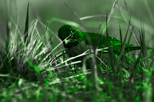 Leaning American Robin Spots Intruder Among Grass (Green Tone Photo)